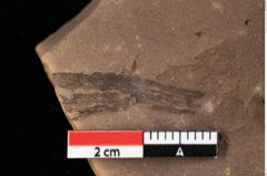 Foto (Detailansicht) von Rhytisma parschlugianum Ettingshausen (NHMW-GEO-2024-0188-0089)